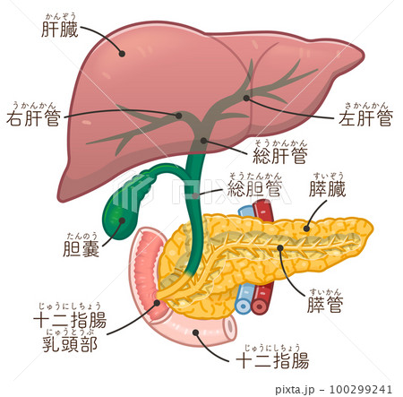 肝臓・膵臓・胆嚢・胆道のイラスト 肝臓・膵臓・胆嚢・胆道のイラスト 100299241