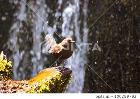 水辺のカワガラス 100299792