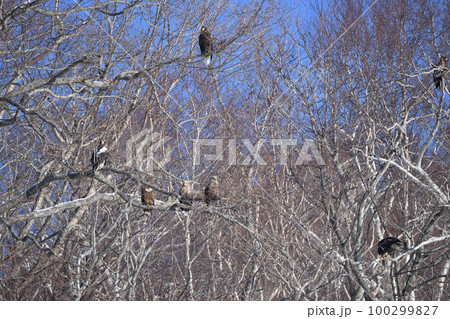 北海道知床羅臼のワシのなる木 北海道知床羅臼のワシのなる木 100299827