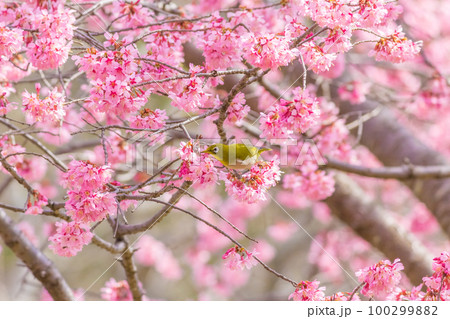 メジロとオカメザクラ メジロとオカメザクラ 100299882
