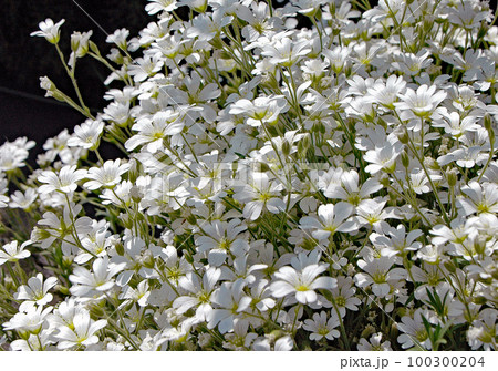 満開の小花シロミミナグサ　北海道で春から初夏に一斉に咲く花のイメージ　 100300204