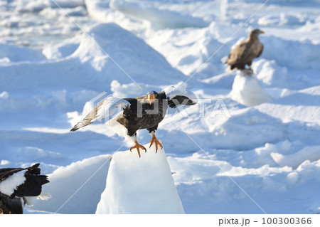北海道知床羅臼沖の流氷から飛び立つオオワシ 100300366