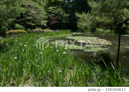 平安神宮　白虎池　京都市左京区 100300611