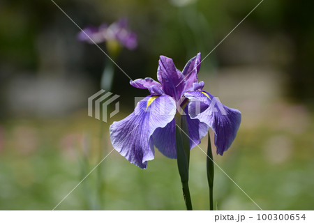 平安神宮 白虎池の花菖蒲 京都市左京区 平安神宮 白虎池の花菖蒲 京都市左京区 100300654
