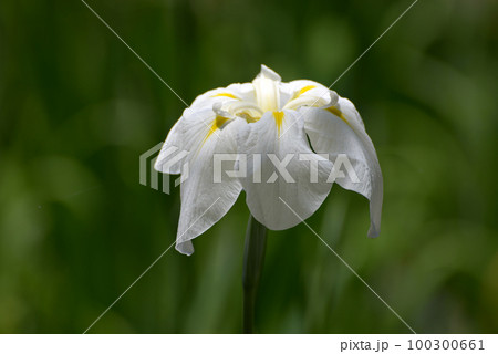 平安神宮 白虎池の花菖蒲 京都市左京区 平安神宮 白虎池の花菖蒲 京都市左京区 100300661