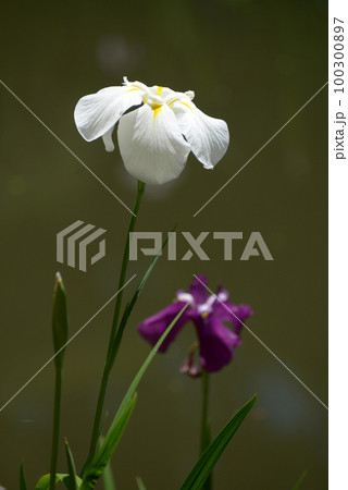平安神宮　白虎池の花菖蒲　京都市左京区 100300897