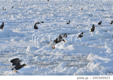 北海道知床羅臼沖の流氷の上を飛ぶオオワシ 100300925