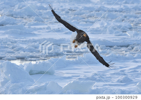 北海道知床羅臼沖の流氷の上を飛ぶオオワシ 100300929
