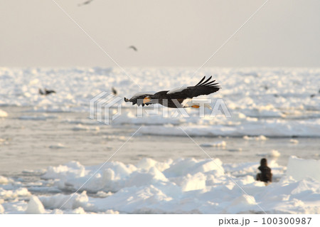 北海道知床羅臼沖の流氷の上を飛ぶオオワシ 北海道知床羅臼沖の流氷の上を飛ぶオオワシ 100300987