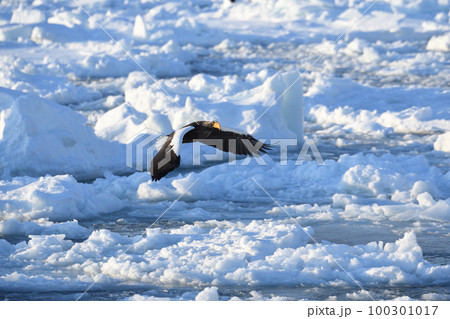 北海道知床羅臼沖の流氷の上を飛ぶオオワシ 100301017