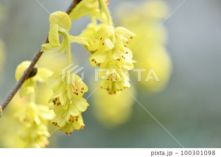 トサミズキ(土佐水木)の花 トサミズキ(土佐水木)の花 100301098