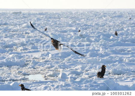 北海道知床羅臼沖の流氷の上を飛ぶオオワシ 北海道知床羅臼沖の流氷の上を飛ぶオオワシ 100301262
