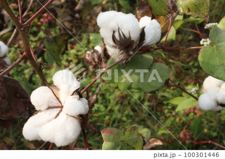 Peruvian pima cotton on tree in farm 100301446