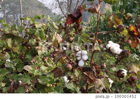 Peruvian pima cotton on tree in farm 100301452