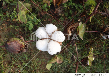 Peruvian pima cotton on tree in farm Peruvian pima cotton on tree in farm 100301457