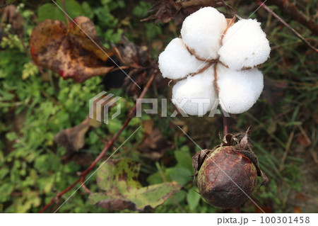 Peruvian pima cotton on tree in farm Peruvian pima cotton on tree in farm 100301458
