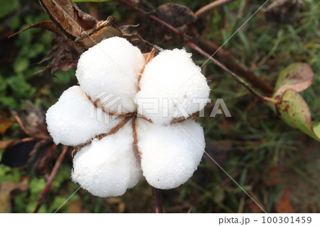Peruvian pima cotton on tree in farm Peruvian pima cotton on tree in farm 100301459
