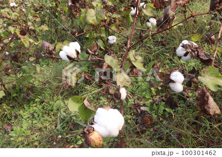 Peruvian pima cotton on tree in farm 100301462