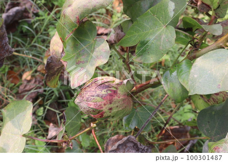 Peruvian pima cotton on tree in farm Peruvian pima cotton on tree in farm 100301487