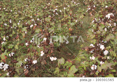 Peruvian pima cotton on tree in farm 100301565
