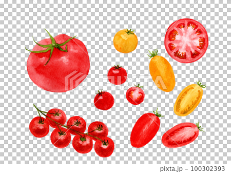 トマトの異なるサイズや色、断面の手描き水彩イラストのイラスト