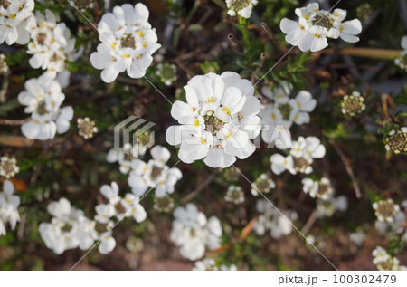 イベリス 100302479