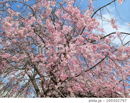 美しい枝垂れ桜 美しい枝垂れ桜 100302797