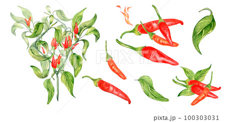 Set of red hot peppers tabasco watercolor illustration isolated on white background. Set of red hot peppers tabasco watercolor illustration isolated on white background. 100303031