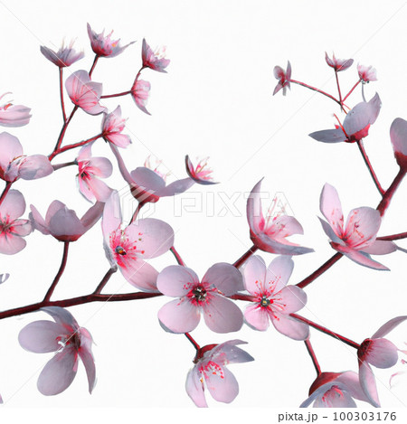 桜の季節: 春を象徴する桜のイラスト 100303176