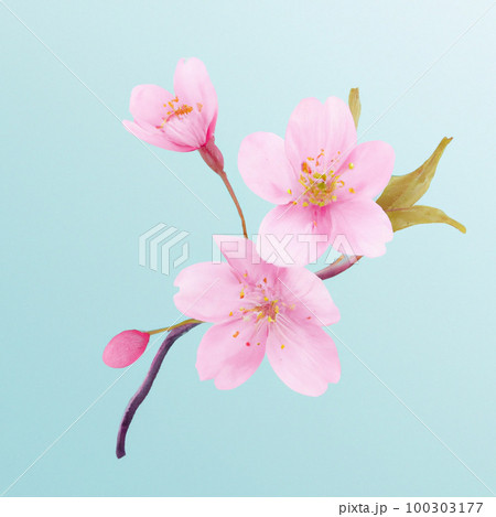 桜の季節: 春を象徴する桜のイラスト 100303177