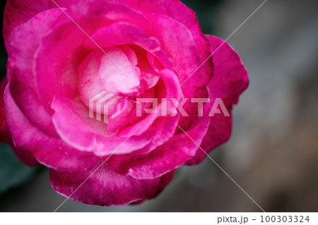 Pink Rose and Rosebuds in Garden, Close Up, Selective Focus. Rose blooms on a background of green leaves. Summer flower. Natural background. Pink Rose and Rosebuds in Garden, Close Up, Selective Focus. Rose blooms on a background of green leaves. Summer flower. Natural background. 100303324