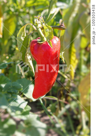 Red juicy pepper grows in the garden. Copy space, blurred background, vertical orientation. Selective focus. Red juicy pepper grows in the garden. Copy space, blurred background, vertical orientation. Selective focus. 100303438