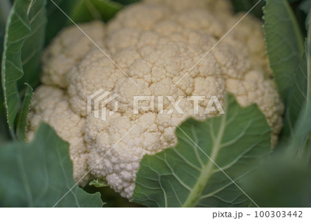 Cauliflower head in natural conditions, close-up. Vegetarianism. Diet. Imperfect vegetables, ugly vegetable 100303442
