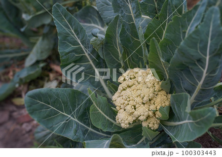 Natural cauliflower grows on organic soil in the garden. 100303443