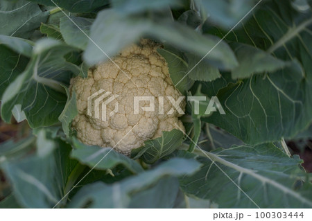 Detail of cauliflower in fertile soil. Fresh vegetable in garden. Cauliflower head covered by green leaves 100303444