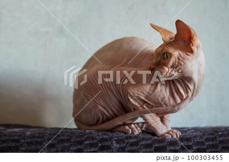 Cat with yellow eyes of Sphinx breed sits on brown background, home 100303455