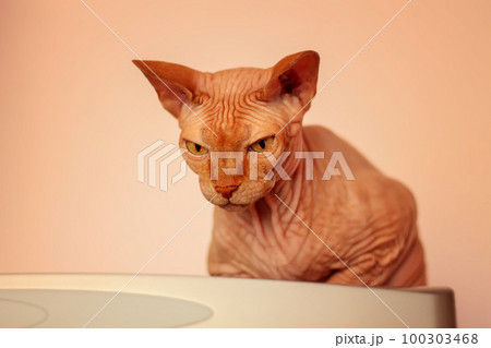 The pensive sphinx cat enjoys loneliness. Horizontal orientation, close up view, copy space. The pensive sphinx cat enjoys loneliness. Horizontal orientation, close up view, copy space. 100303468