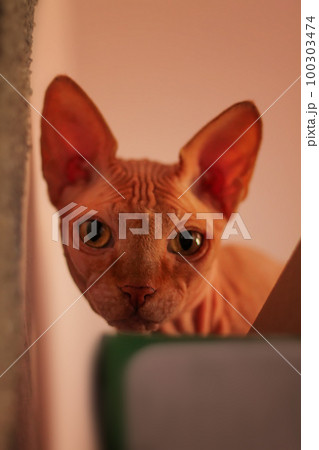Sphynx cat naked seting looking at camera. Vertical orientation 100303474