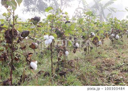 Peruvian pima cotton on tree in farm Peruvian pima cotton on tree in farm 100303484
