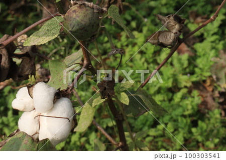 Peruvian pima cotton on tree in farm Peruvian pima cotton on tree in farm 100303541