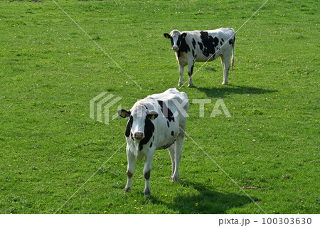 ホルスタイン 100303630