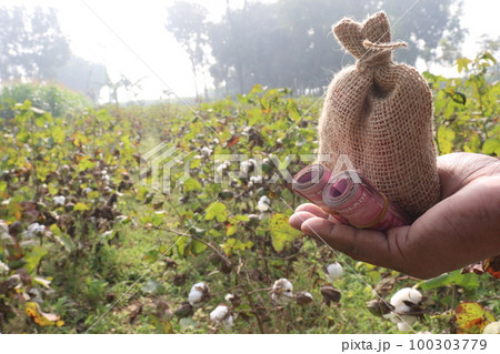 Peruvian pima cotton farm with money bag Peruvian pima cotton farm with money bag 100303779