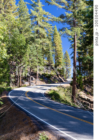Asphalt road through forest Asphalt road through forest 100304490