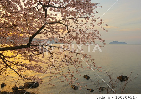 琵琶湖海津大崎の満開の桜と竹生島の朝焼け　Ver1 100304517