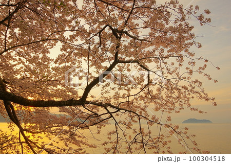琵琶湖海津大崎の満開の桜と竹生島の朝焼け　Ver2 100304518
