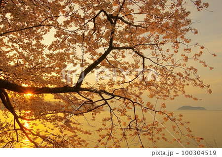 琵琶湖海津大崎の満開の桜と竹生島の朝焼け　Ver3 100304519
