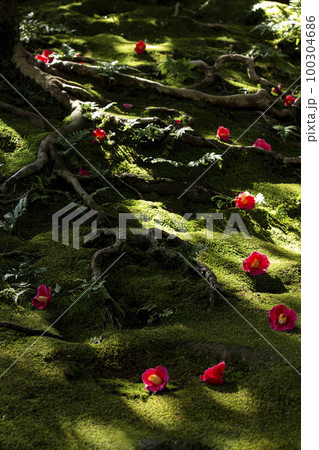 城南宮の落椿 100304686