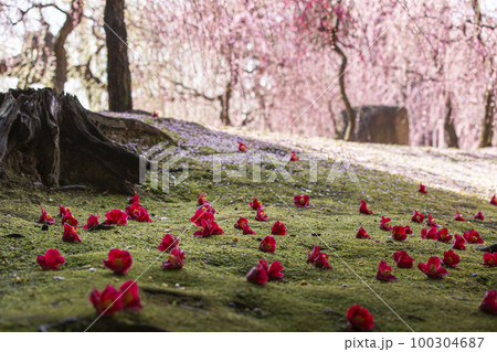 春の城南宮 100304687