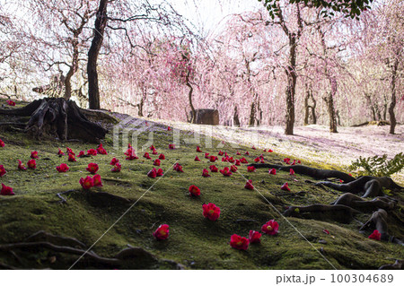 春の城南宮 100304689