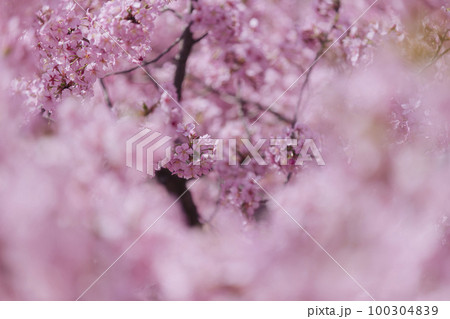 淀水路の河津桜 100304839